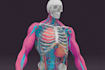 create medical illustration and diagram