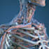 draw you in human anatomy and physiology