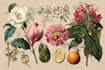 create a botanical illustration in the traditional
