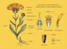 do medical and scientific illustrations