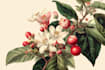 create a botanical illustration in the traditional