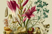 draw realistic botanical illustrations