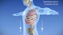 create 3d patient education and surgical procedure animations