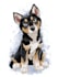 draw disney pet portrait illustration