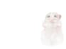 cute pet illustration  custom animal art
