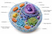 create professional scientific diagrams and illustrations