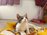 create authentic ugc videos for your pet brand