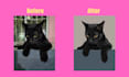 vectorize your logo or image to high resolution