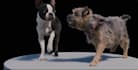 do any 3d animal model 3d animation 3d creature 3d character animation cgi vfx