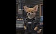 turn your pet into a funny ai talk animal, funny singer, with realistic lip sync