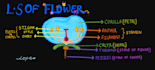 create handwritten digital botany notes and  diagrams