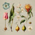 create custom floral and botanical artwork