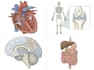 draw medical illustrations and diagrams