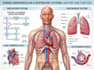 design medical and scientific illustration
