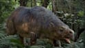 do 3d animal animation, animal rig, 3d cgi animal model texture 3d creature vfx