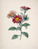 create beautiful botanical illustrations of flowers art