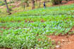 write SEO farming and christian blog articles