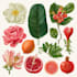 illustrate best botanical illustration