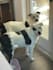 genx pet ugc videos
