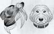 draw custom pet portrait in black tattoo style