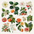 create botanical illustration of flowers,