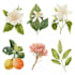 draw botanical illustrations of flowers