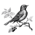 drsign authentic antique engraving and etching illustration