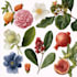 make a botanical illustration
