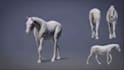 do realistic 3d animal animation cgi animal model, 3d creatures animation vfx