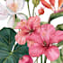 do a botanical illustration