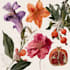 do a botanical illustration