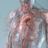 create custom medical diagram illustrations