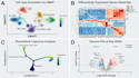 perform single cell rna seq analysis, seurat pipeline, scrna plots