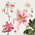 illustrate best botanical illustration