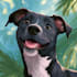 create a magical animated pet portrait from your photo