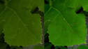professional grade upscaling image video
