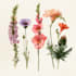 create a botanical illustration