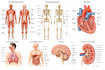 draw anatomy and medical vector illustration