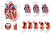 create clinical medical vector designs