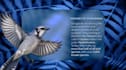 design educational and infographic projects