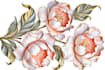 create amazing botanical art illustratio