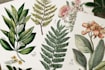 illustrate best botanical illustration