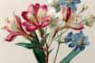 illustrate best botanical illustration