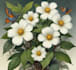 illustrate best botanical illustration