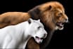 create 3d animal model, pet with realistic fur, hair, texture and rigging