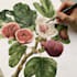 illustrate best botanical illustration