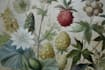 illustrate best botanical illustration