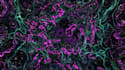create custom touchdesigner interactive visuals