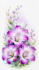 draw botanical illustrations of flowers