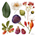 illustrate best botanical illustration